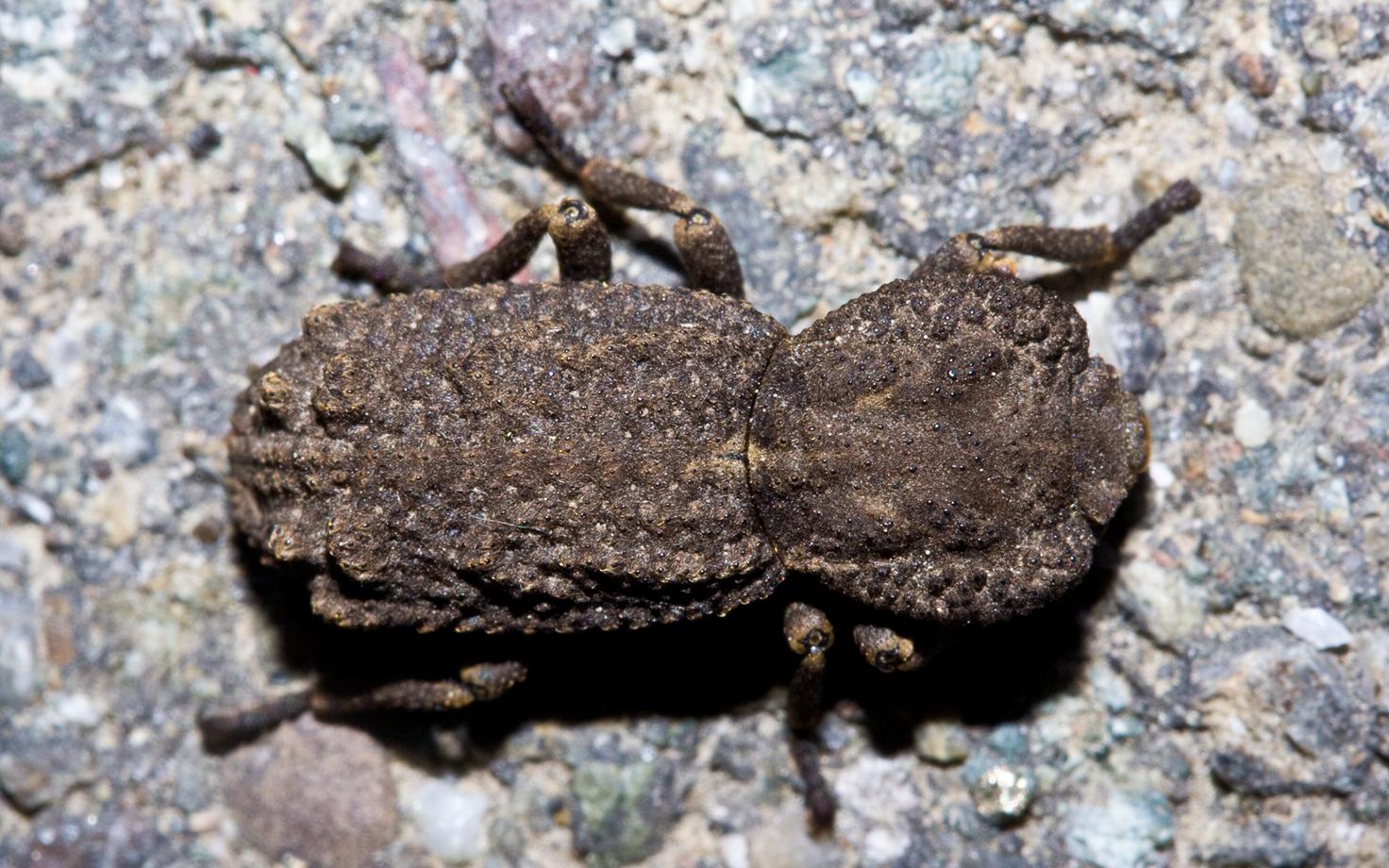 Kahe ja poole sentimeetri pikkuse Phloeodes diabolicuse kõva kest on mardika kohta ainulaadne.