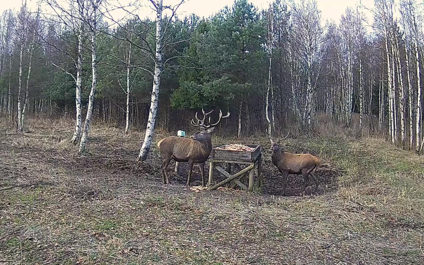 Олени позируют перед камерой RMK.