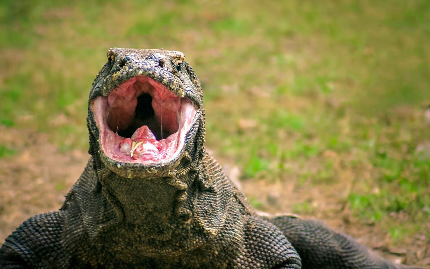 Haruldane ja ohustatud komodo varaan võib kasvada kuni kolmemeetriseks.