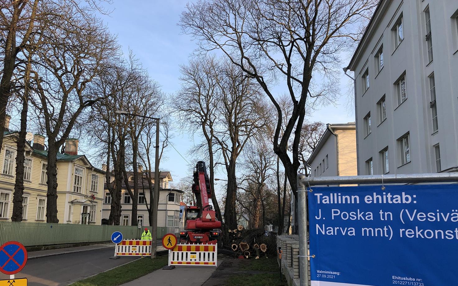 Puude maha võtmine remondi ootel Poska tänaval