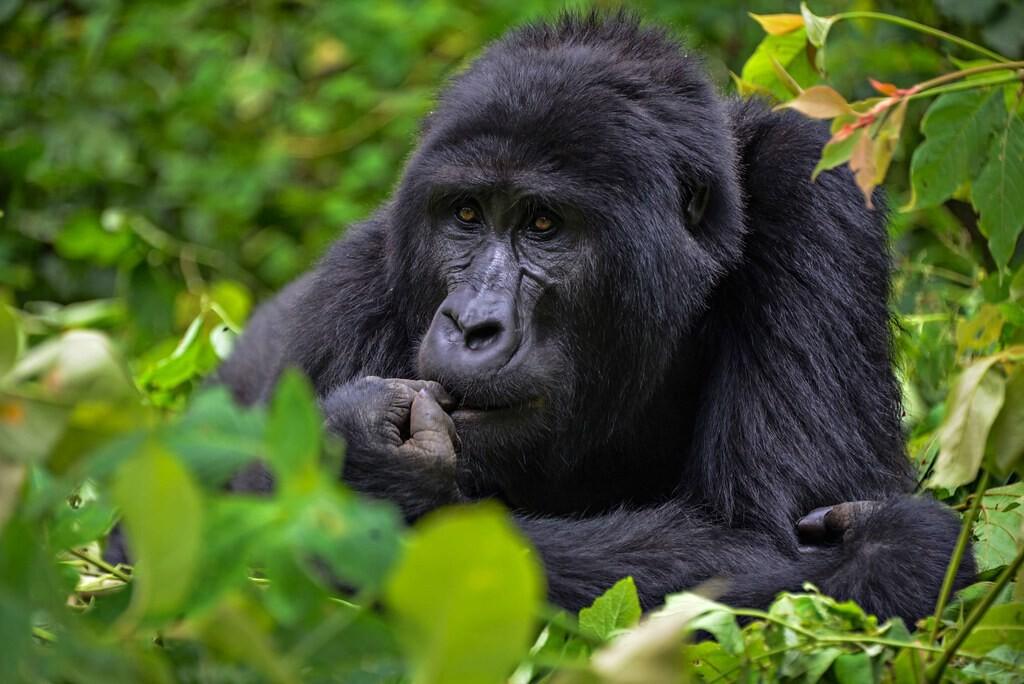 Mägigorillad hoolitsevad edukalt hüljatud võsukeste eest.