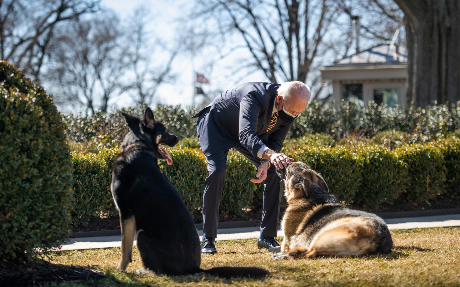 USA president Joe Biden oma koerte Champi ja Majoriga