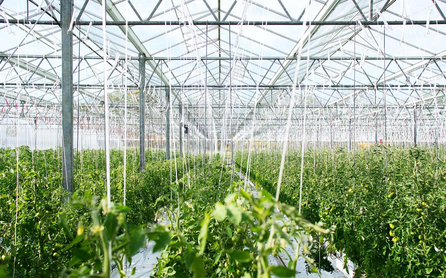Uue põlvkonna kasvuhoone rajamise kuluks hinnatakse umbes 20 miljardit dollarit.