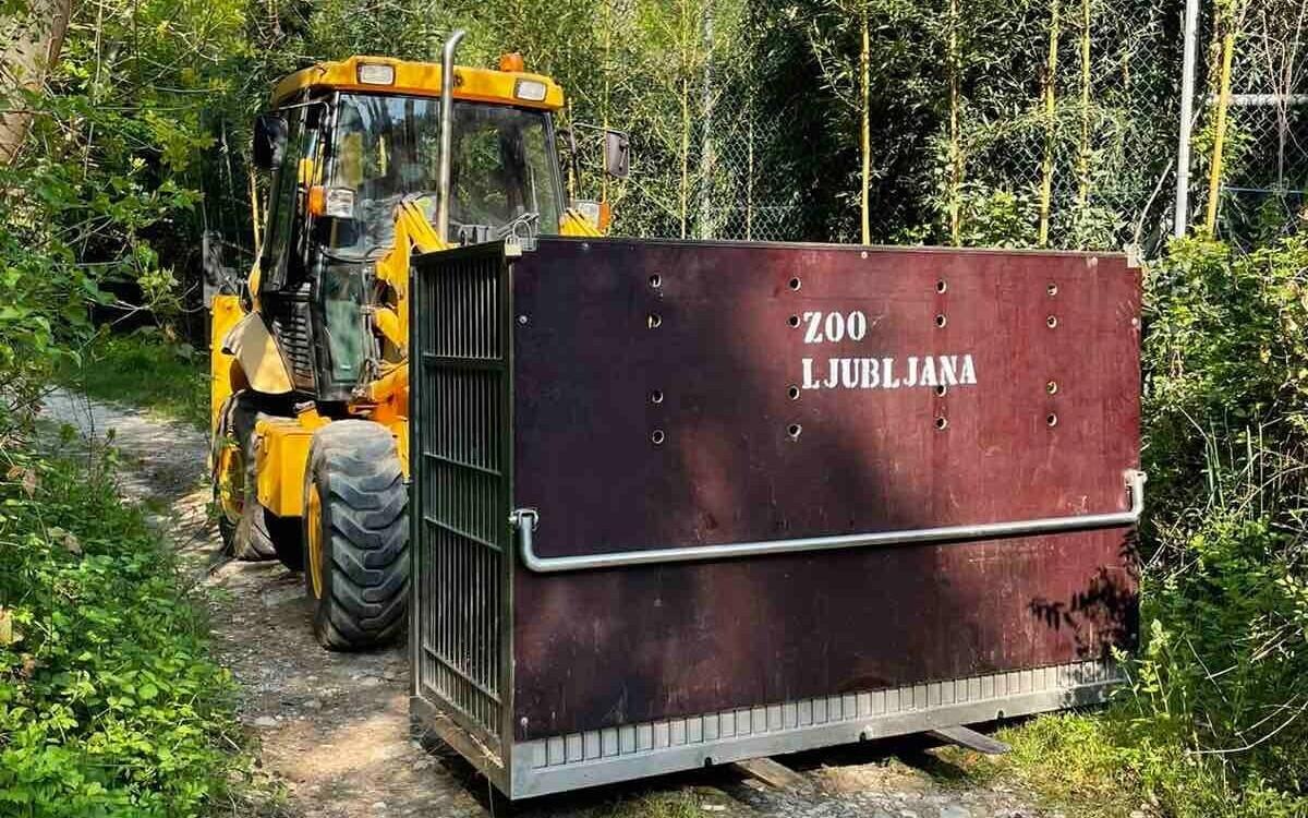 Транспортировка Боцмана в зоопарке Любляны.