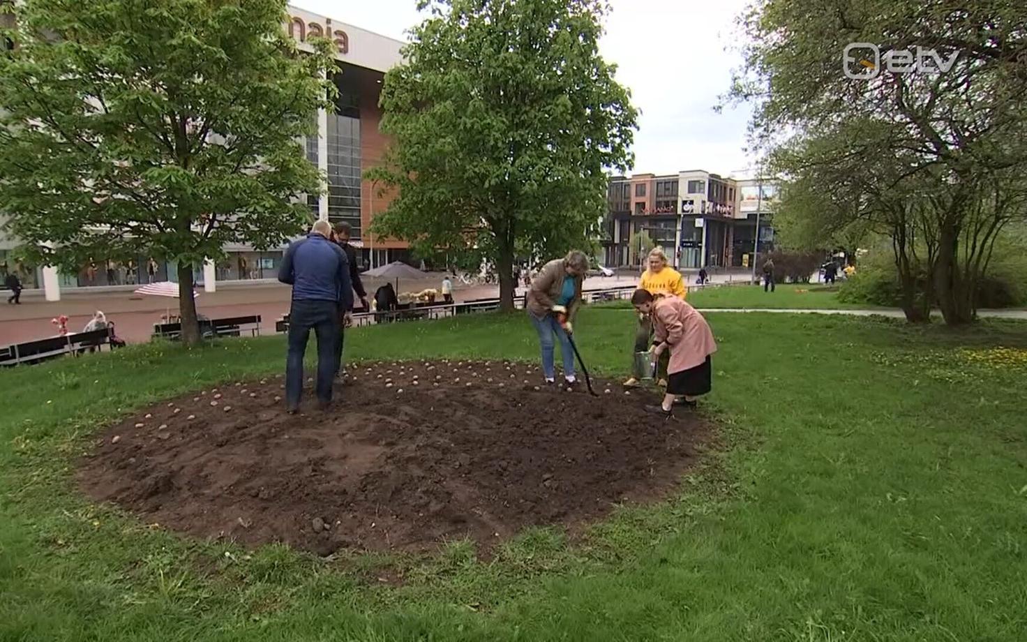 Посадка картофеля в центре Тарту.