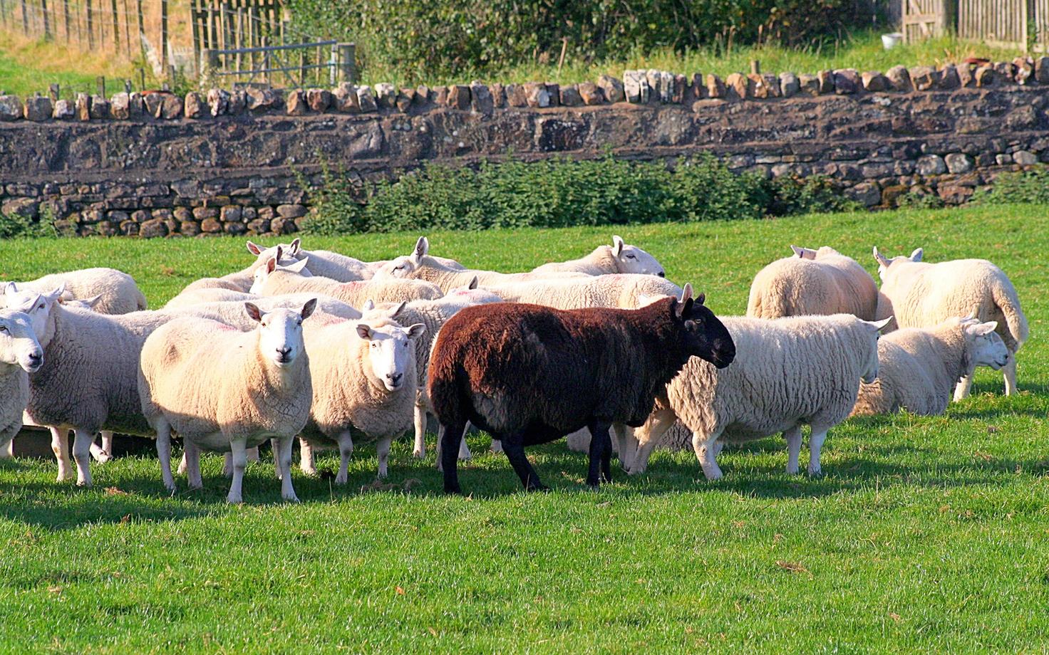 Näiteks väljend black sheep ('must lammas') koosneb sõnadest, mis õpitakse tõenäoliselt juba varakult.