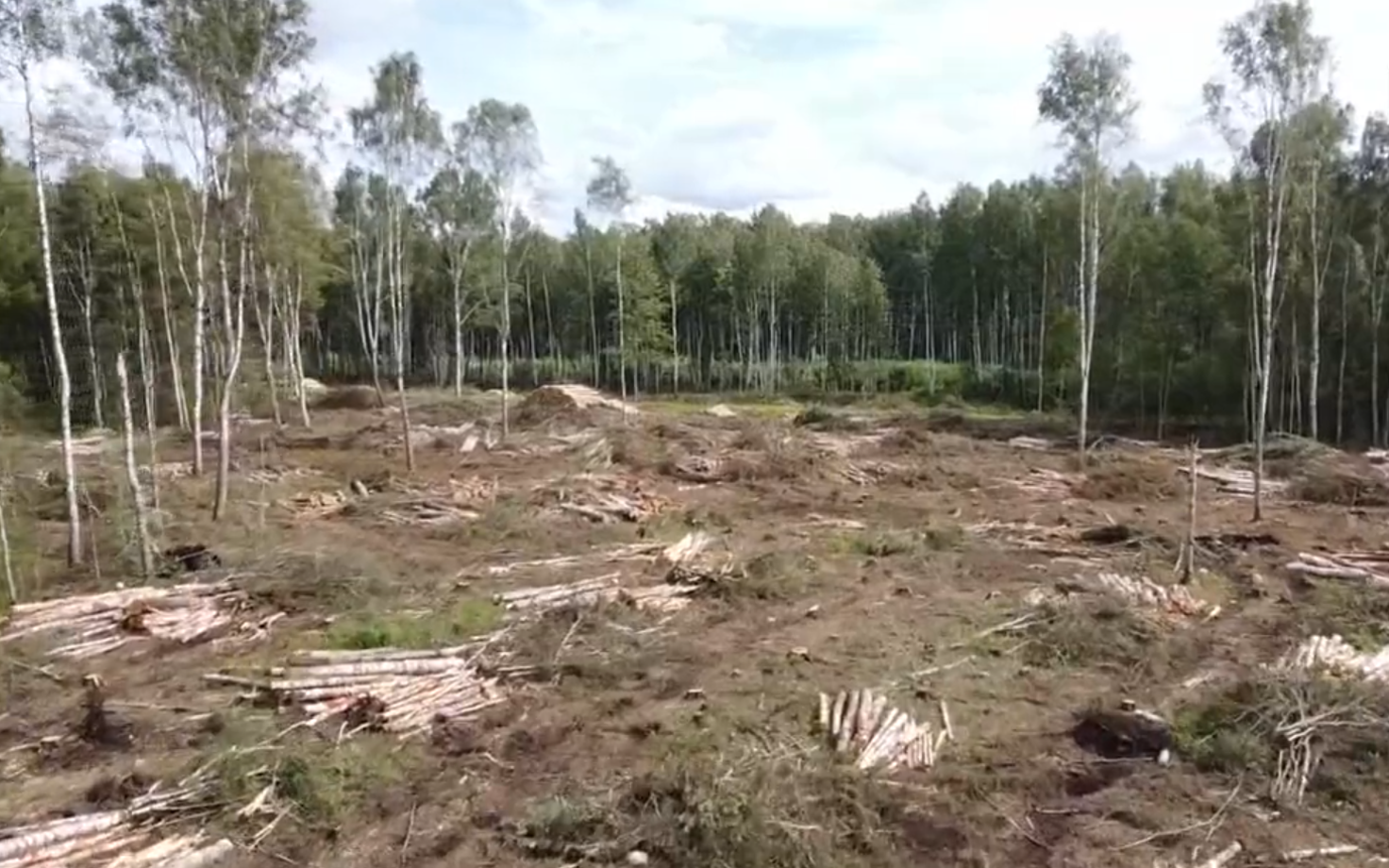 Вырубка деревьев в Ихасте.