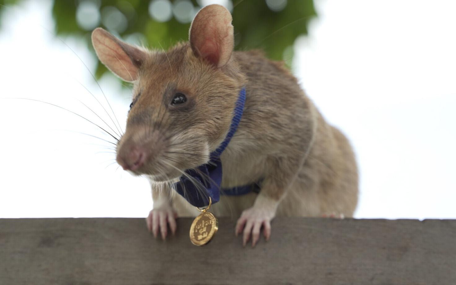 Hamsterrott Magawa, kaelas vapruse eest antud kuldmedal