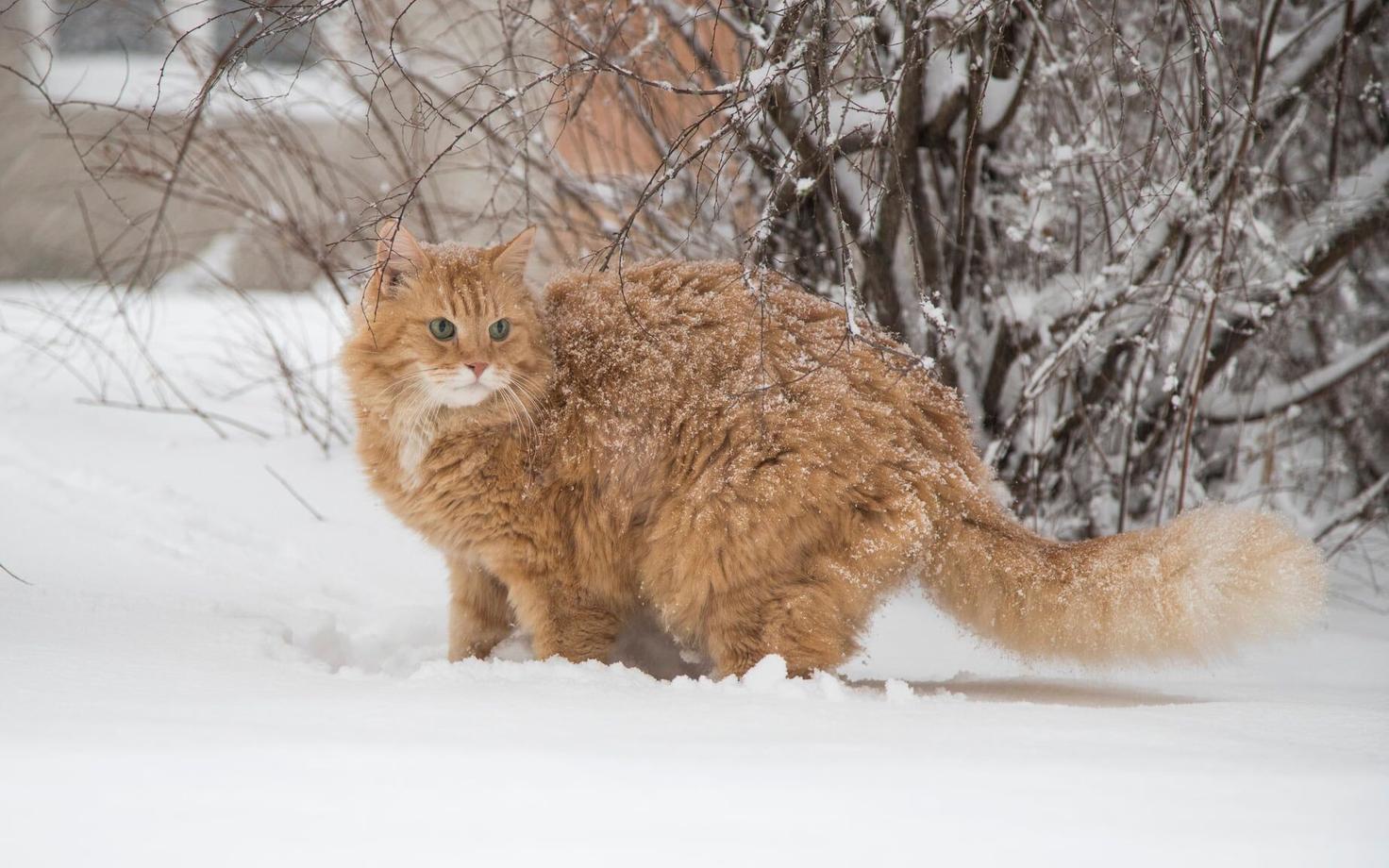 Кот Август.