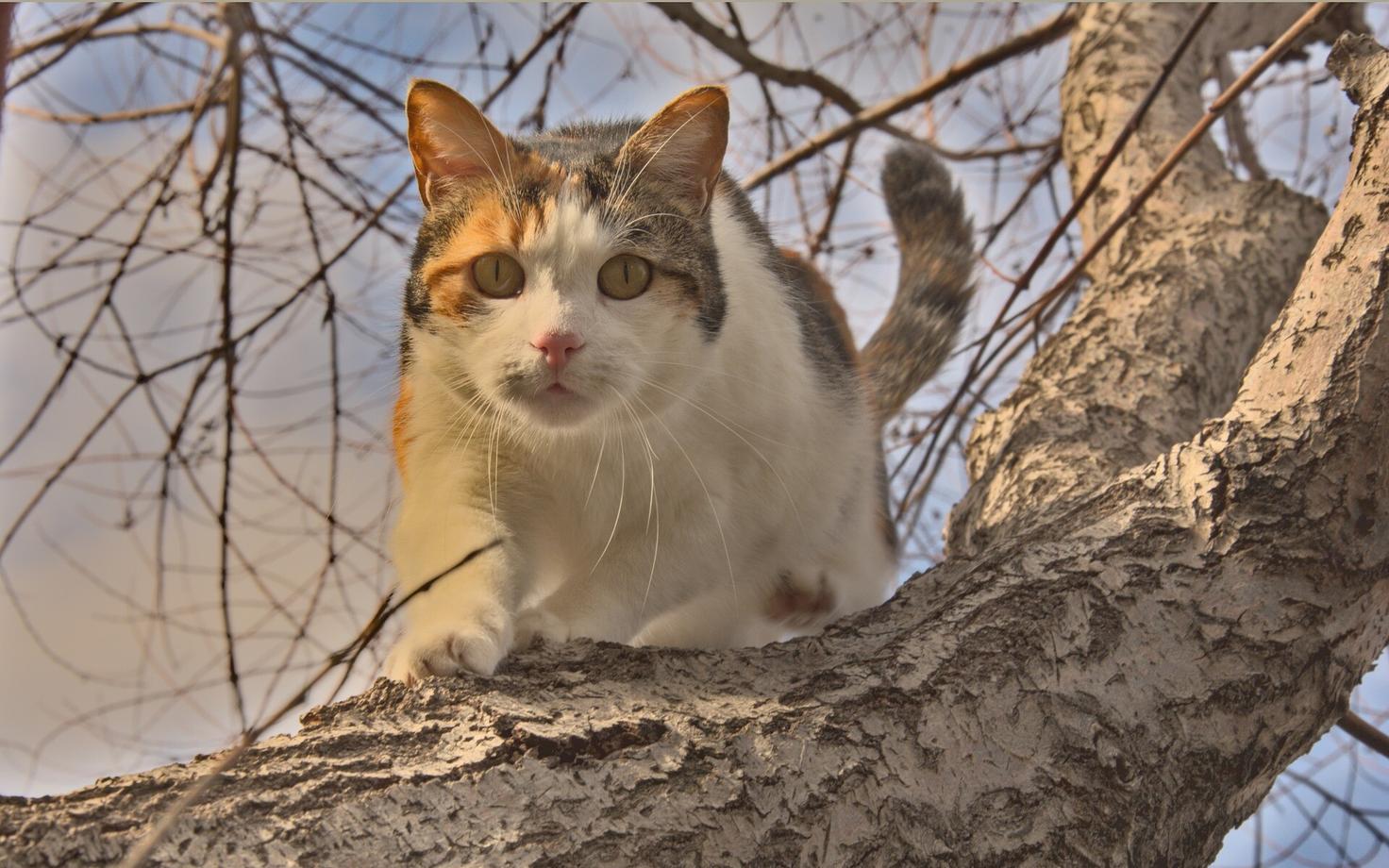 Кошка на дереве. Иллюстративная фотография.