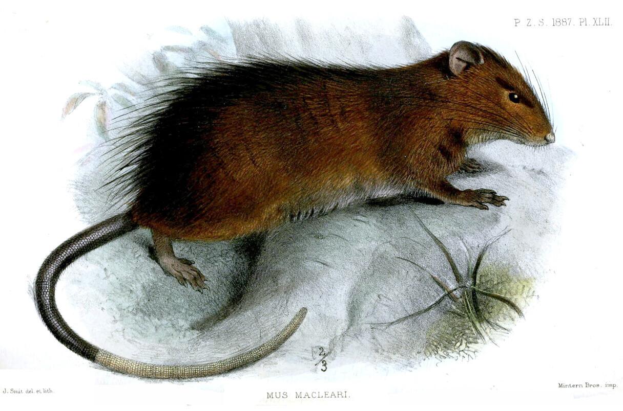 Rattus macleari kadus Austraaliast umbes 1200 kilomeetrit lääne poole jäävalt saarelt 1908. aastal.