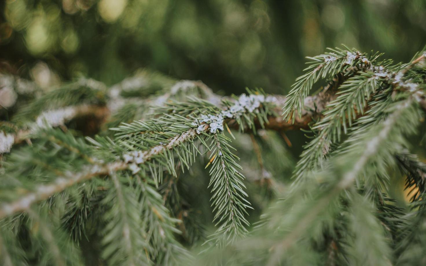 Ель. Иллюстративная фотография.