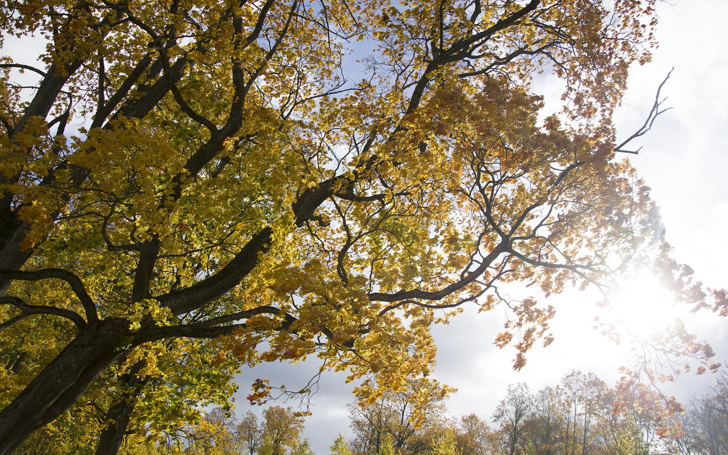 Autumn leaves.