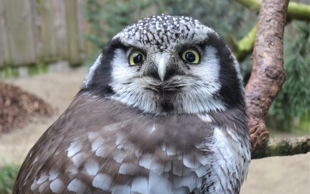 Vöötkakk