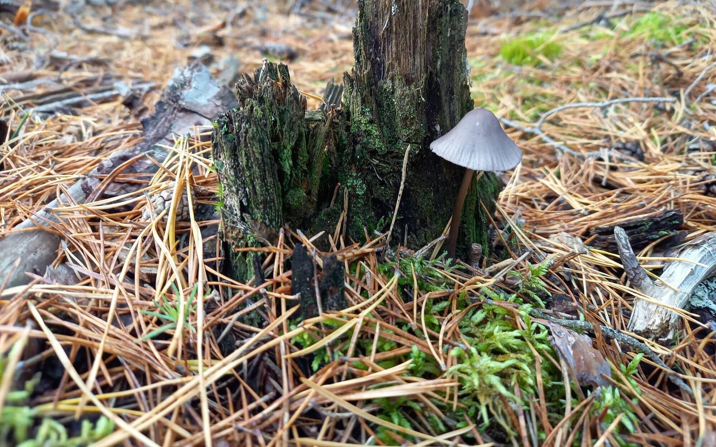 Gerz märkas, et metsades mõjutab inimtegevus mükoriisasuhteid rohkem kui rohumaadel.