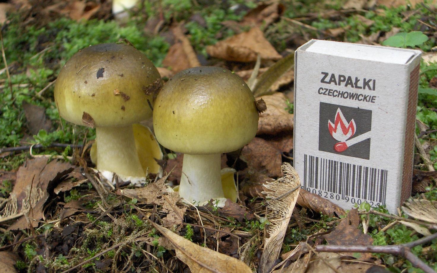 Rohelised kärbseseened (Amanita phalloides).