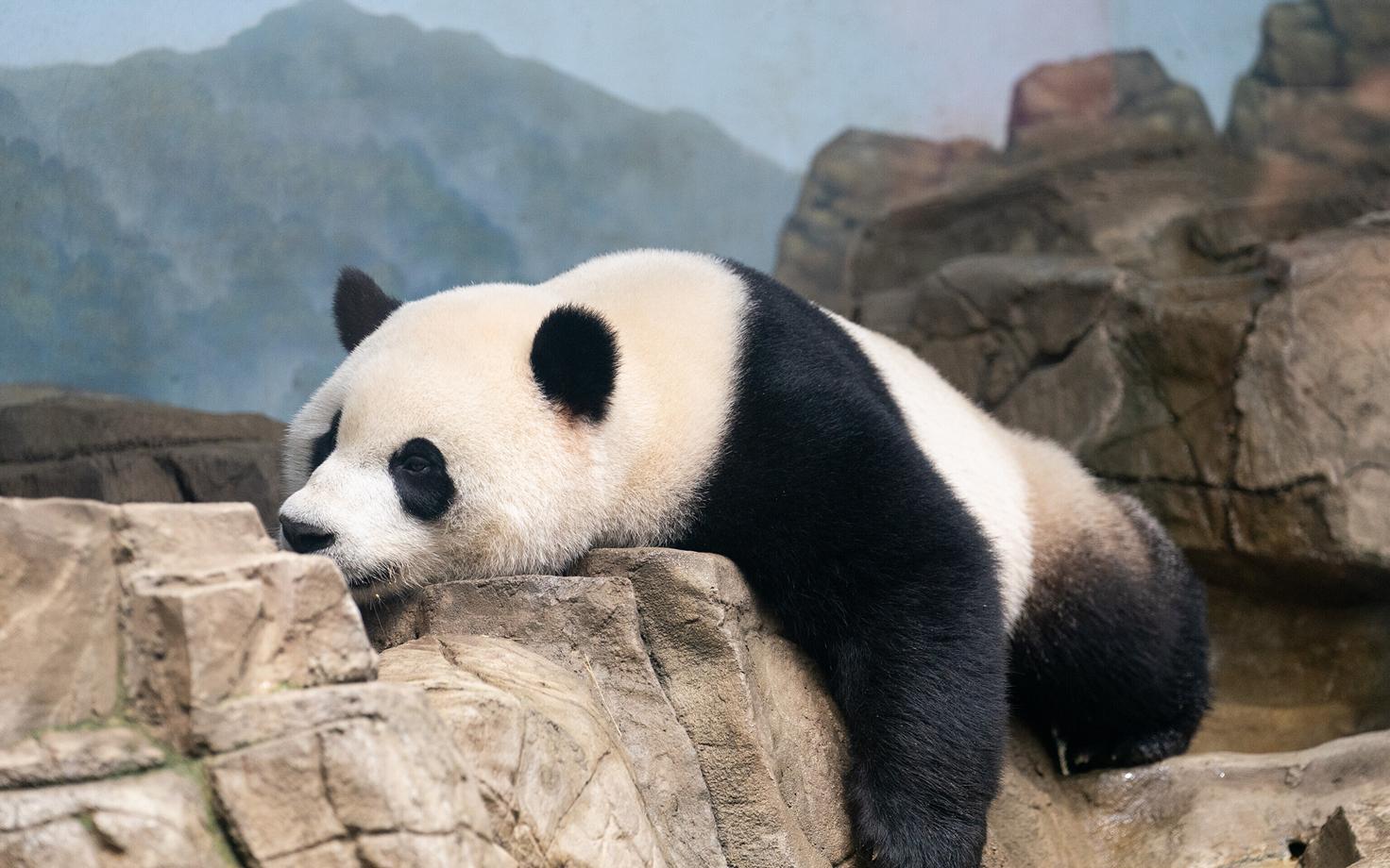 Hiidpanda Washingtoni loomaaias