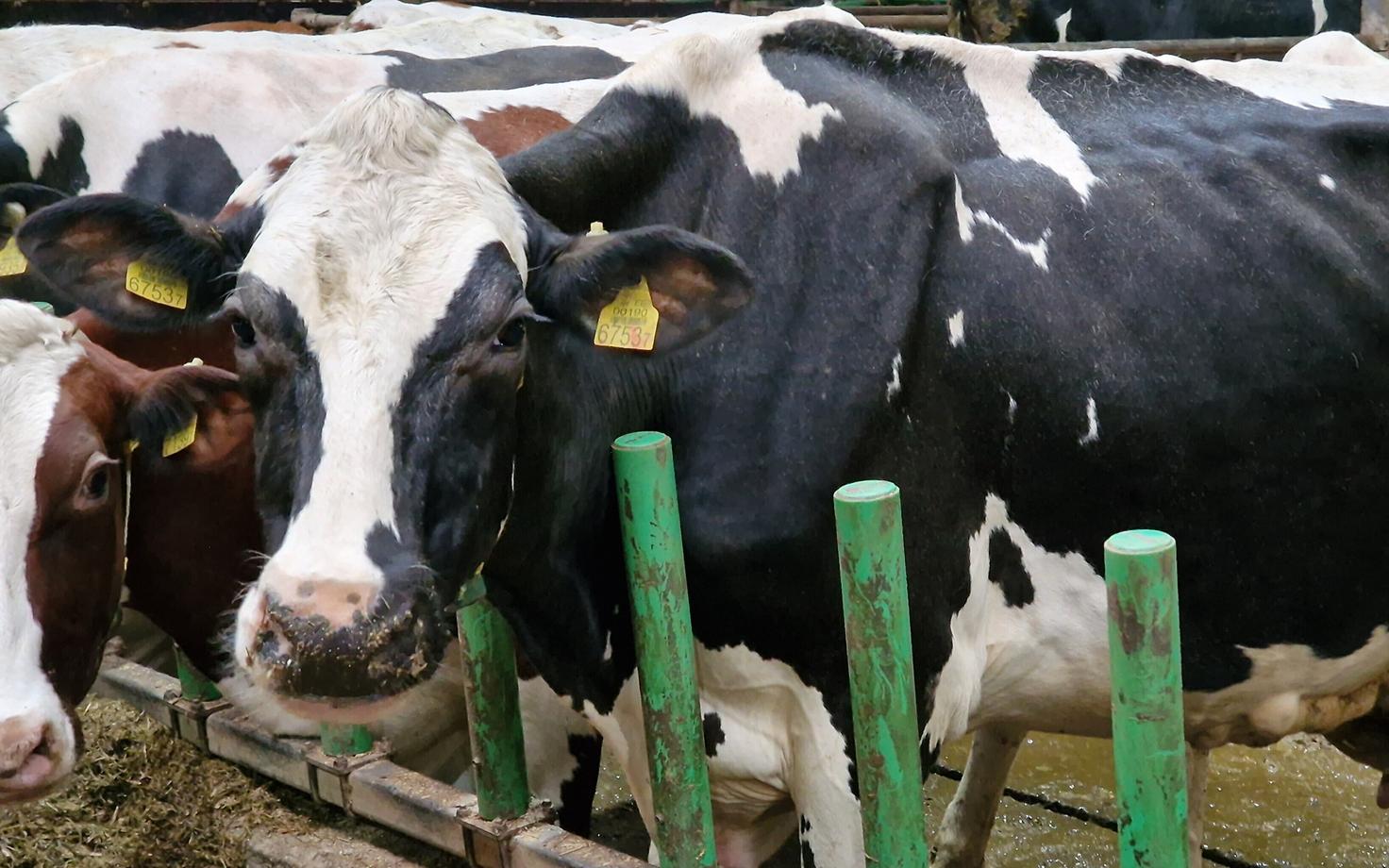 Uue meetodiga saab farmer muuta kogu oma karja kiiresti geneetiliselt palju paremaks ja tervemaks.