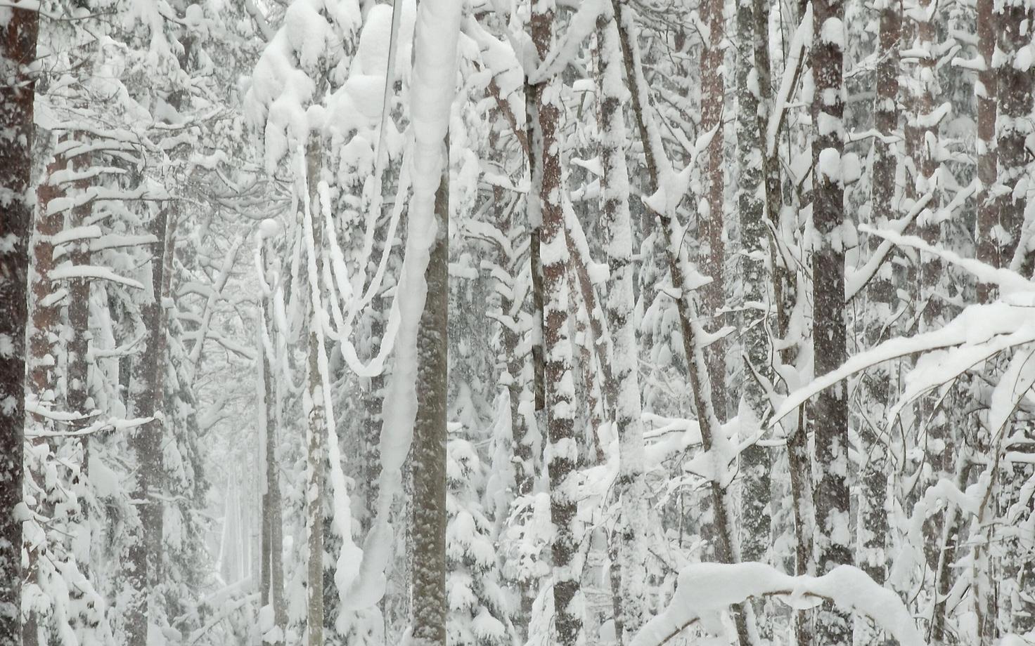 Лес. Иллюстративная фотография.