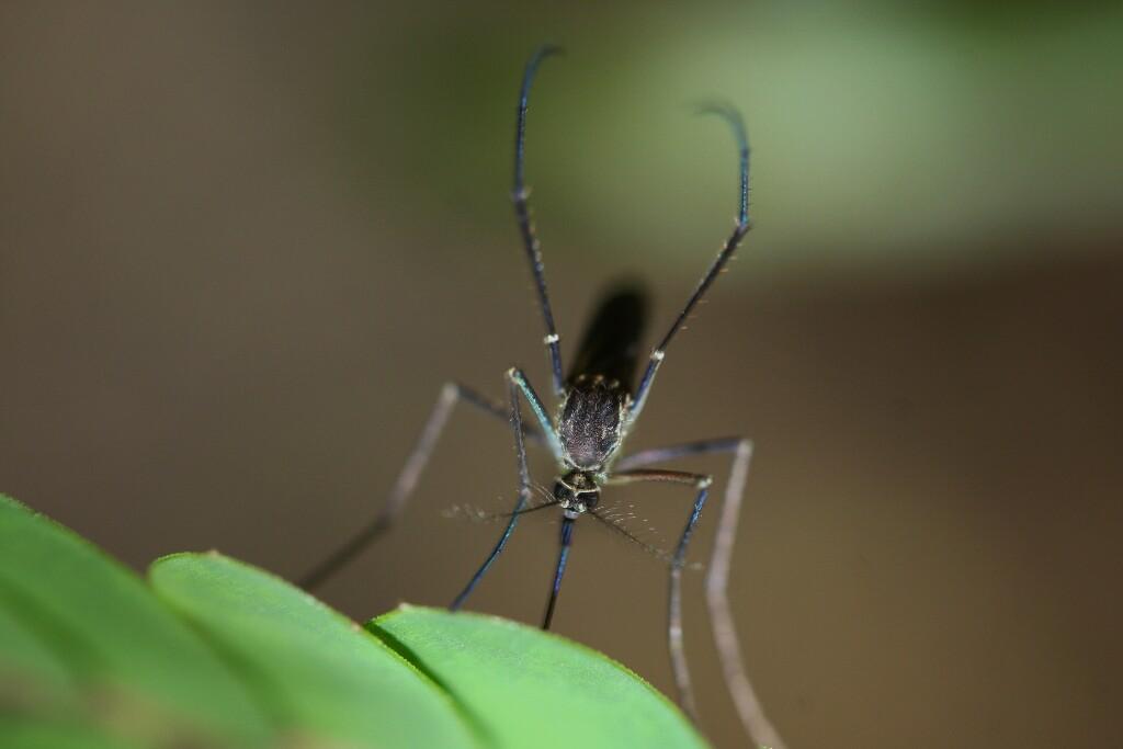 Aedes albopictus ehk tiigersääsk