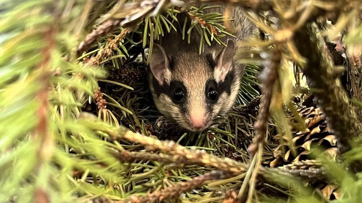 A garden dormouse in Tallinn Zoo.