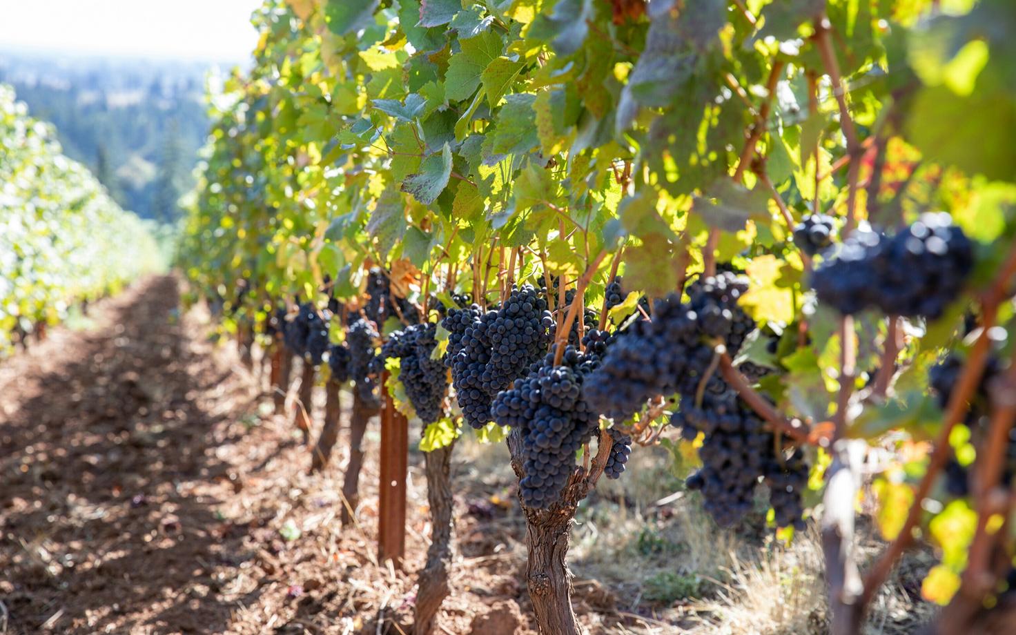 Сорт винограда Pinot noir.
