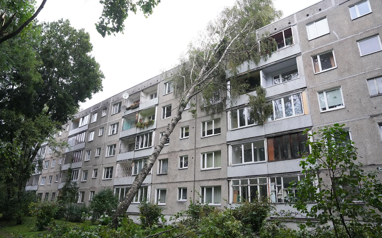В Риге дерево упало на многоквартирный дом.