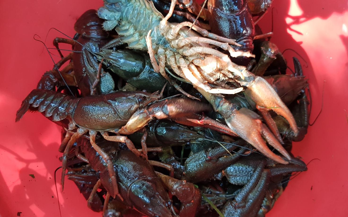 Noble crayfish.