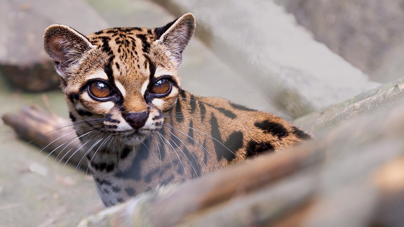 Uus kassiliik Leopardus tilcayo