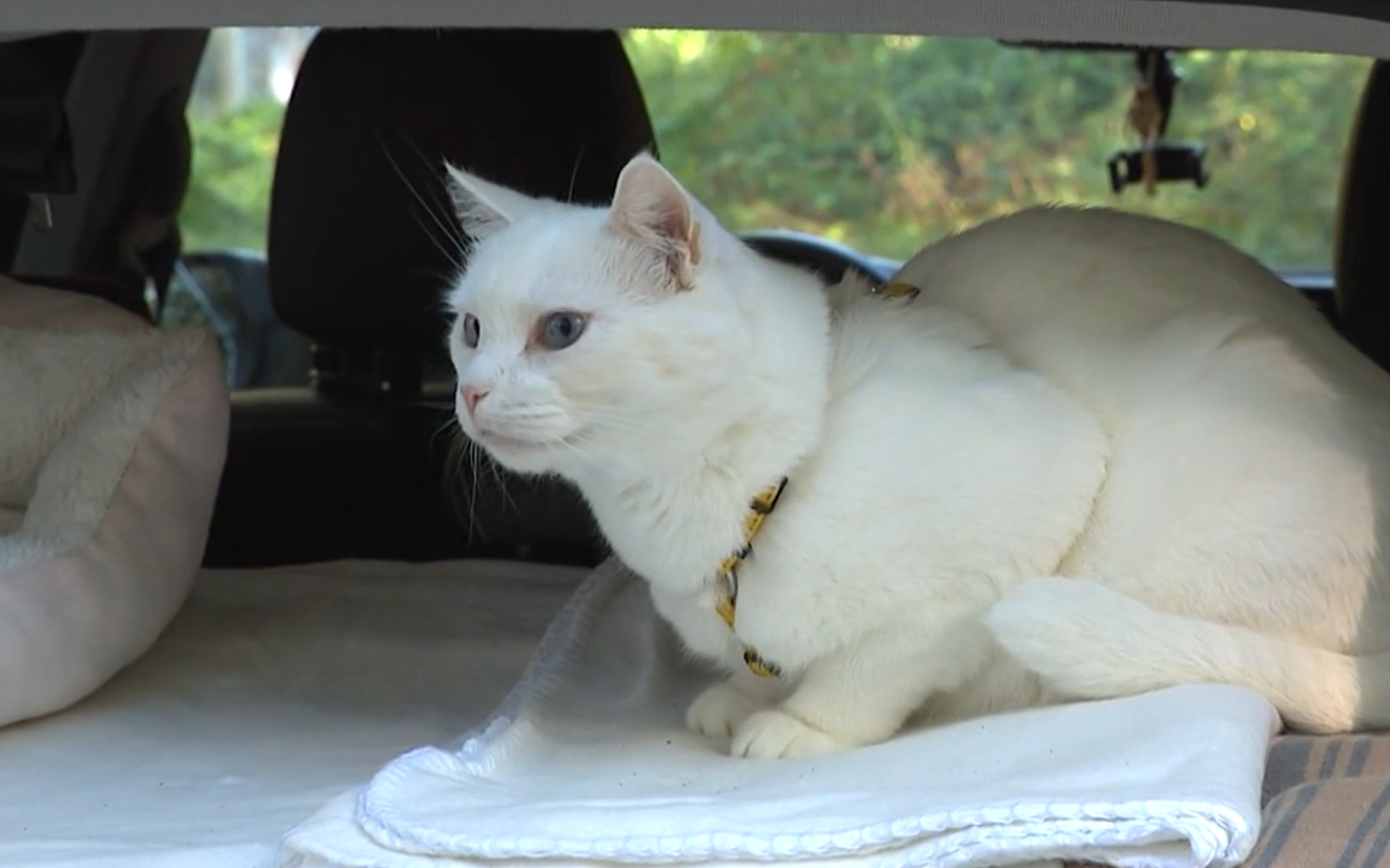 Traveling cat Kurri.