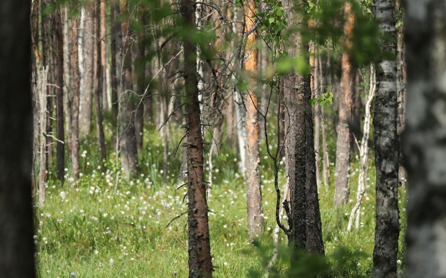 Kui seni on raiutud palju just mändi ja kuuske, siis tulevikus muutub populaarseimaks kask.