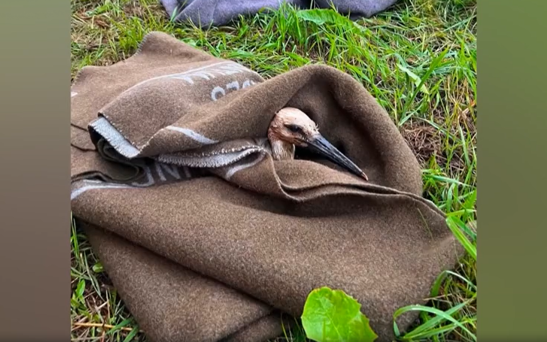 A white stork rescued from a nest fire in Estonia.