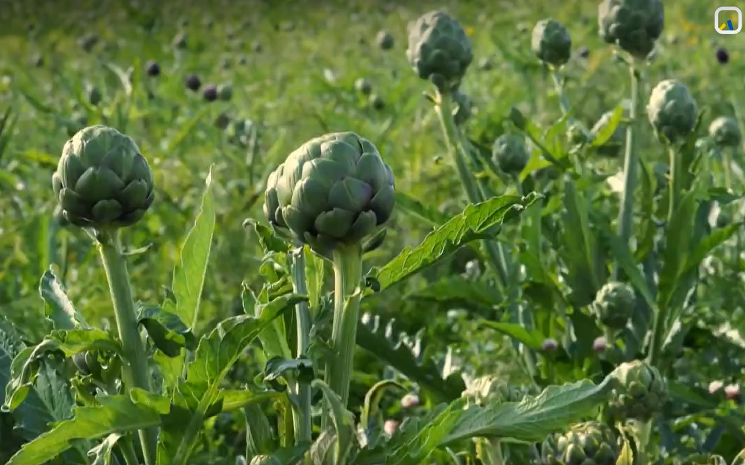 A field of artichoke plants.