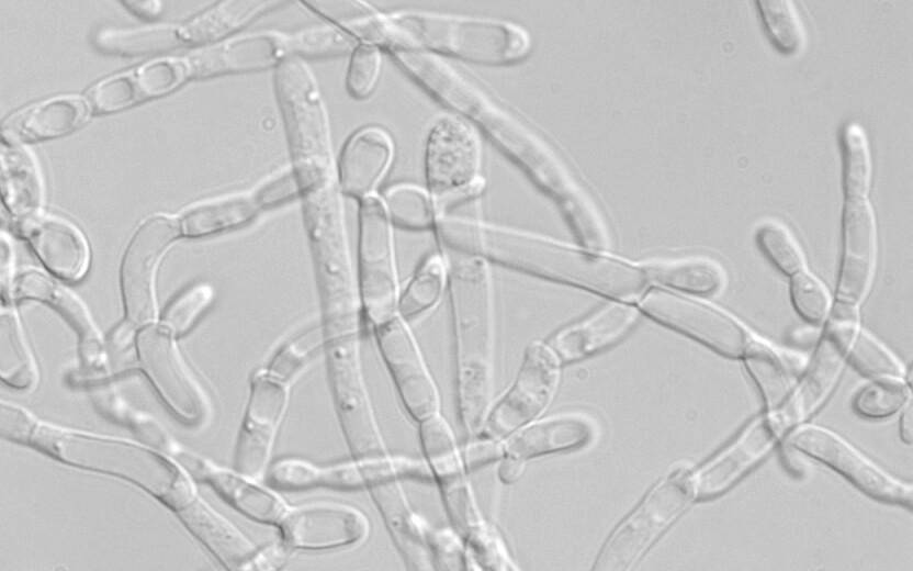 Yarrowia lipolytica niitjas rakuvorm