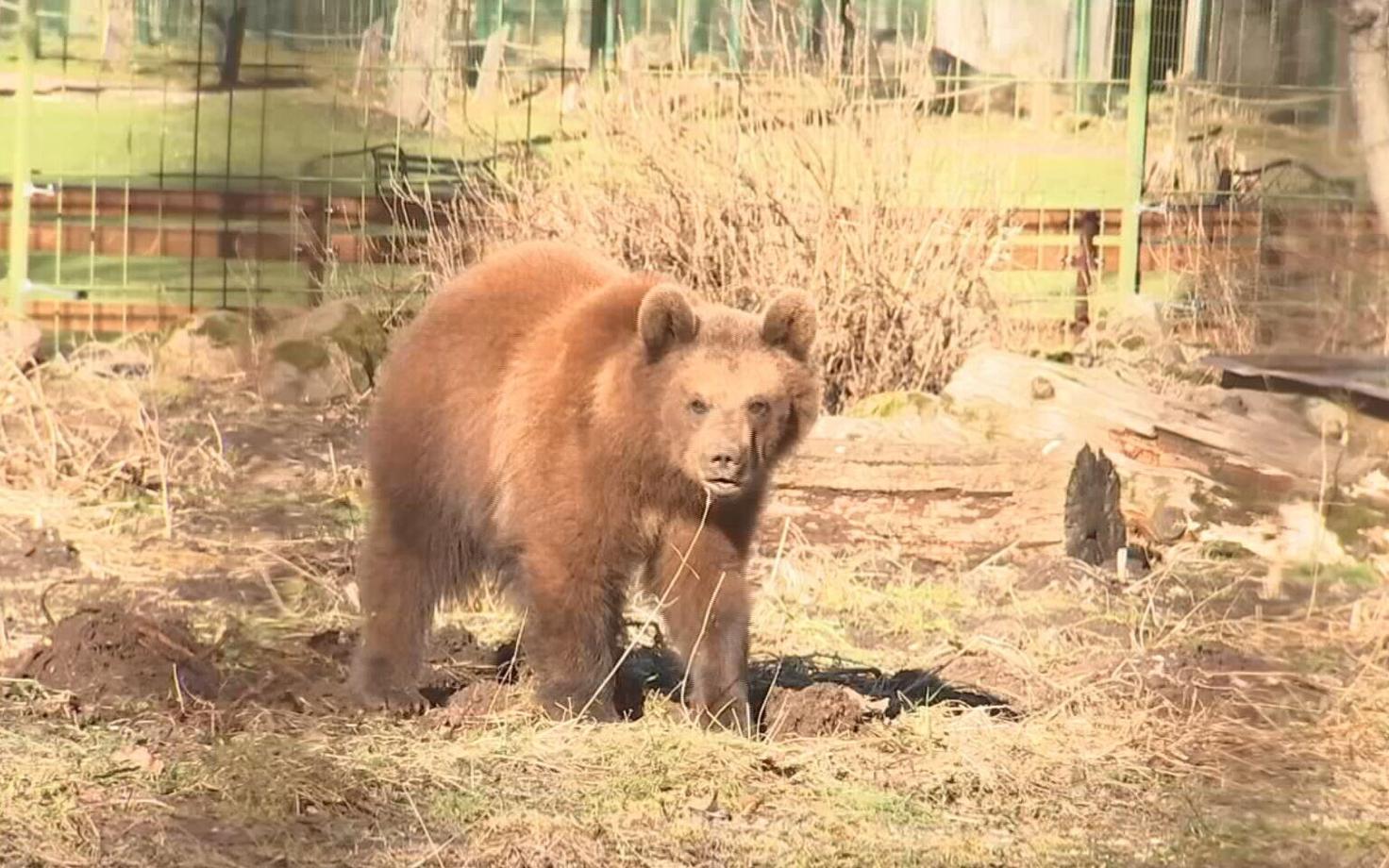 Mõmmu-Ursula the bear at Elistvere Animal Park.