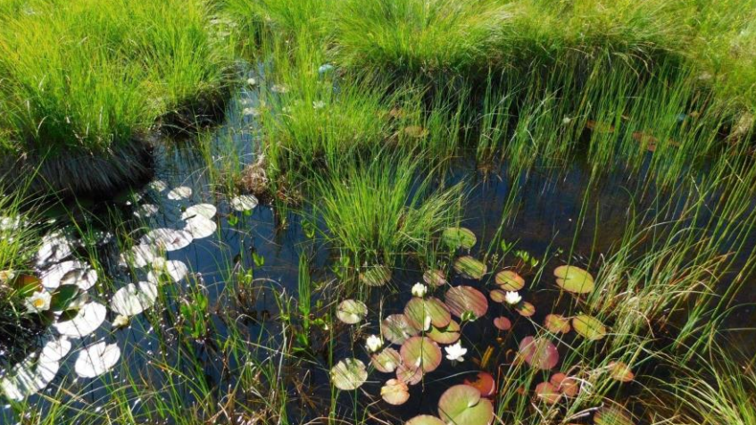 Ujurite elupaik madalsoos Tõnija külas Saaremaal