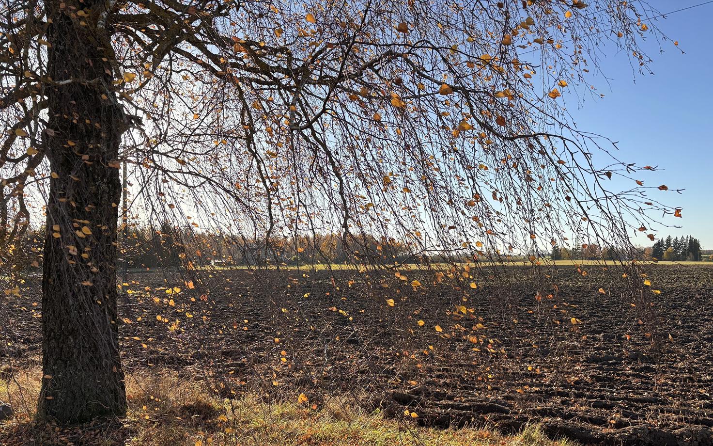 Põld.