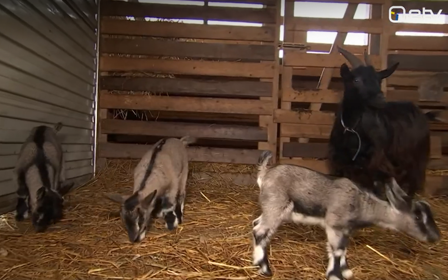 Lucy the goat and her triplet kids at Vahtra Hobby Farm in Kambja Municipality. October 2026