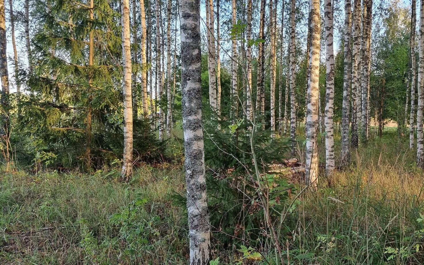 Istutatud kaskede alla tekivad looduslikult kuused, mis kaasikute puhul on tavaline protsess.