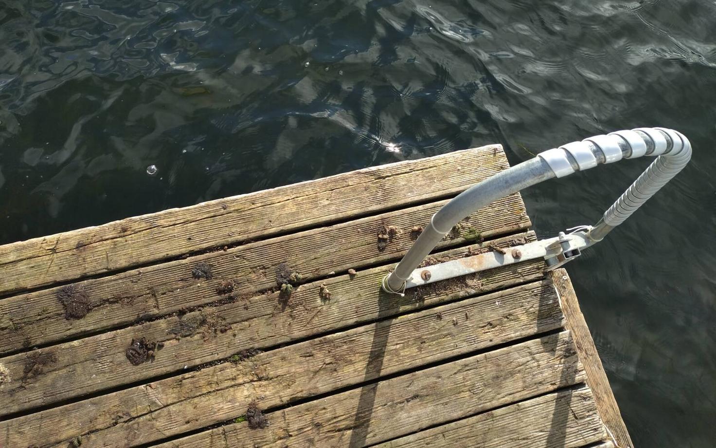 Teadlased analüüsisid ka rannast korjatud pardi- ja koeraväljaheidete koostist.