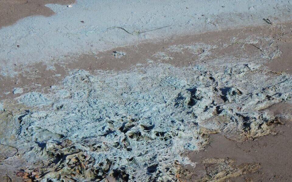 Agae Types Several beaches across Estonia report presence of blue-green algae ...